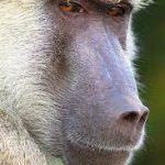 How a Baboon Recovered $1,700 in Stolen Cash in Bulawayo