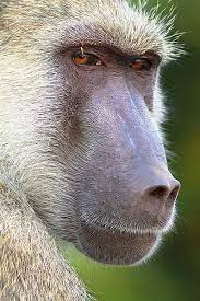 How a Baboon Recovered $1,700 in Stolen Cash in Bulawayo